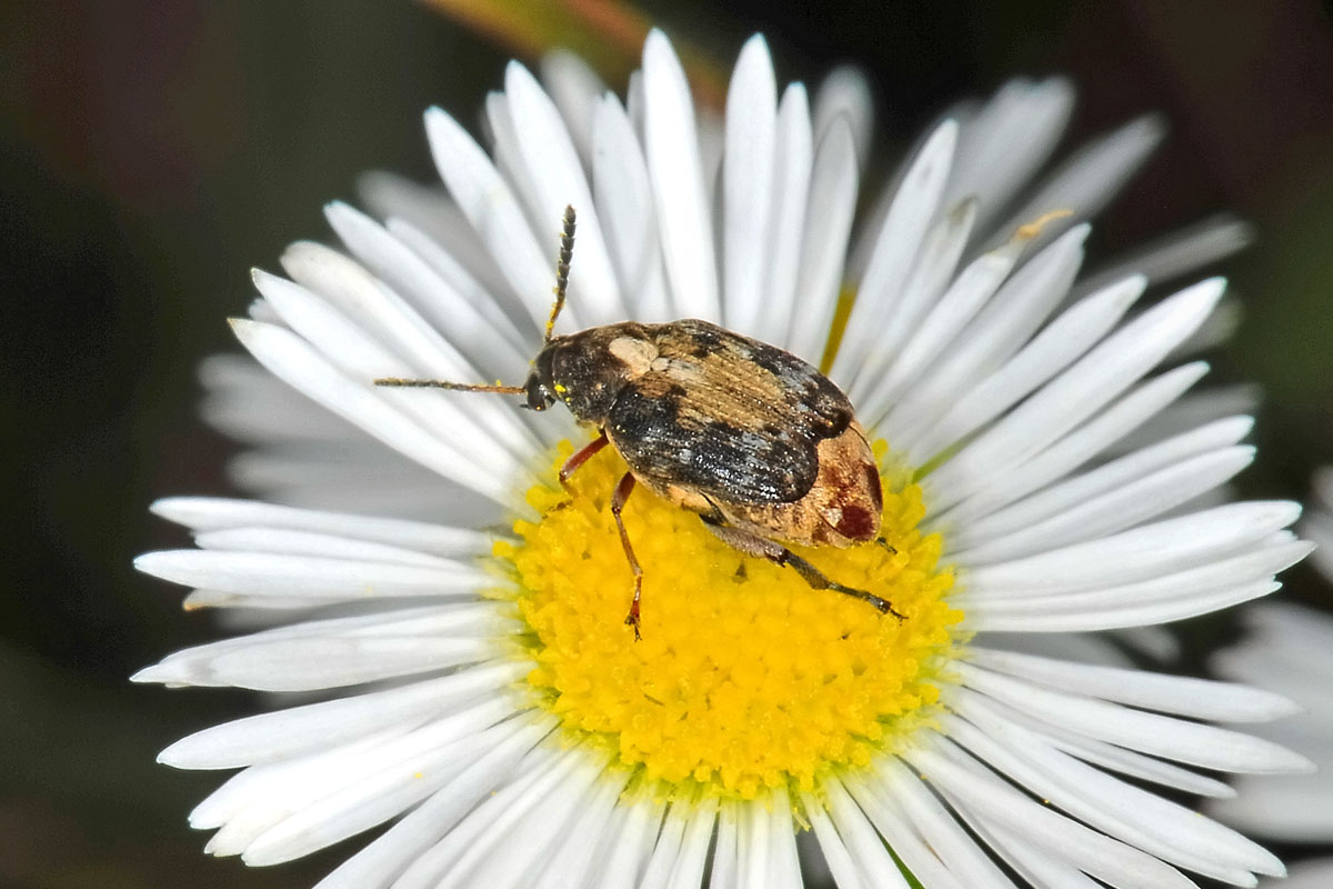 Megabruchidius dorsalis, Chrysomelidae Bruchinae